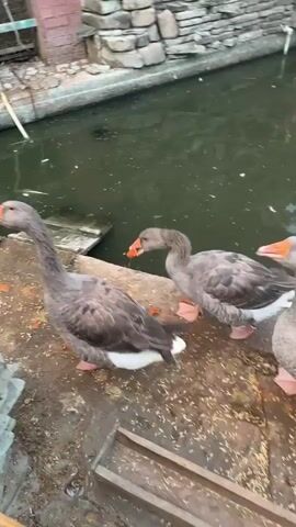 The video shows several geese and two swans gathered near a pond. The geese are a mix of brown and white, and the swans are all white. Some of the geese are on the edge of the pond, while others are in the water. One swan is partially submerged in the water, while the other is on the edge of the pond. The pond is surrounded by a stone wall, and there is a wooden walkway along the edge of the pond. The scene appears to be in an outdoor enclosure, possibly a zoo or a park.