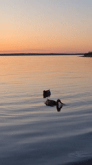 Sunset ducks and indoor moments captured in Chaikovsky, Russia