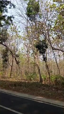 The video shows a view of a forest or wooded area from a moving vehicle. The trees are tall and slender with some foliage at the top. The ground is covered with dry leaves and some green vegetation. The sky is visible through the branches of the trees. The video is shot from a low angle, looking up at the trees. The overall impression is one of a serene and natural environment.