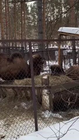 In a medium shot, a group of camels are enclosed in a fenced area, feeding on hay. The camels are dark brown, with prominent humps. The fence is made of gray metal bars and wire mesh, and there is snow on the ground inside and outside the enclosure. A wooden feeder filled with hay is visible in the center of the frame. The background consists of a dense forest with tall, bare trees. The lighting is overcast, and the overall scene suggests a zoo or wildlife park setting during winter. The camera remains static throughout the shot.