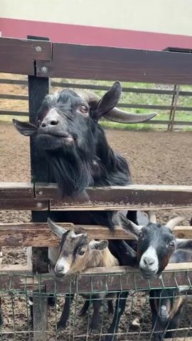 A group of goats are standing in a pen looking over the fence. The pen is made of wood and metal. The ground inside the pen is dirt. There are trees and a building visible in the background. The goats are various colors including black, white, and brown. They have horns and beards. One of the goats has its head through the fence. Some of the goats are bleating.