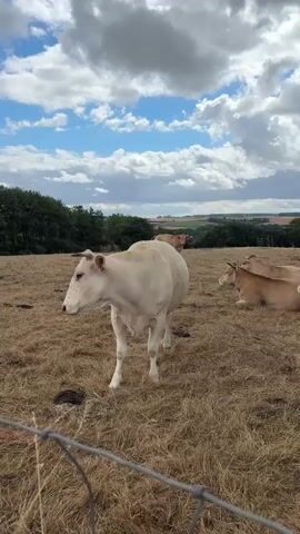 The video opens with a wide shot of a field with dry grass under a cloudy sky. In the foreground, a white cow is visible, turned away from the camera. As the video progresses, the camera zooms in on the cow. It is a white cow standing in a field of dry grass. Flies are visible on the cow's face and body. Another cow is visible in the background, lying down. The sky is partly cloudy with some blue patches. The landscape appears to be rolling hills with trees in the distance. The camera continues to zoom in on the white cow's face, showing the flies clearly.