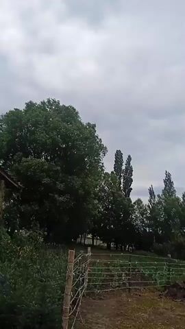A video shows an outdoor scene with a cloudy sky. In the foreground, there is a dirt path with a wire fence on the left and right sides. Beyond the fence on the left is dense green foliage and the corner of a building. In the center of the frame, the path leads towards a garden area with rows of plants. Further back, there are several trees, including tall, slender poplars and a large, leafy tree. To the right, there are some agricultural structures, possibly animal enclosures, with wooden walls and corrugated roofs. Piles of dark material, possibly soil or compost, are visible near the enclosures. A blue barrel is also visible.