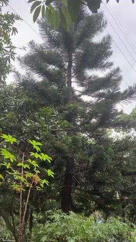 The video shows a tall, coniferous tree, possibly a Norfolk Island pine, surrounded by other lush green vegetation. The tree's dark green needles are layered. Overlapping foliage from different species of trees and plants partially obscures the base of the coniferous tree. Power lines are visible in the background. The sky is overcast. There are no people visible.