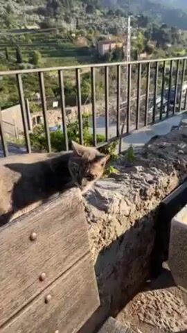 Here's a detailed description of the video:

A person is petting a gray cat on a stone wall. The cat is lying down, facing away from the camera, and the person's hand is gently stroking its head and neck. The wall appears to be old and weathered, with some green plants growing nearby. A black metal fence runs along the wall, with a valley visible in the background. The lighting suggests it is daytime. The person is wearing a black jacket.