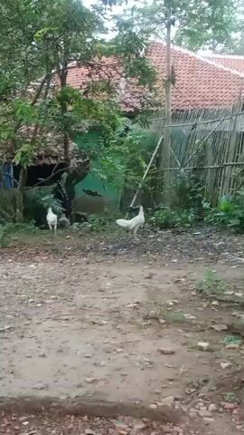 The video shows an outdoor scene with two chickens visible. One chicken is predominantly white with some black markings on its neck and tail, and the other chicken is mostly white with a red comb. They are in a dirt and gravel area with some greenery and trees surrounding them. In the background, there is a building with a tiled roof and a fence made of bamboo poles. The lighting suggests it is daytime, possibly overcast.