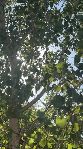 The video shows a close-up view of a tree trunk and its branches with green leaves. Sunlight filters through the leaves, creating a dappled effect and occasional lens flare. The camera appears to be looking upwards through the foliage towards the sky. The footage is shaky, suggesting it was filmed handheld.