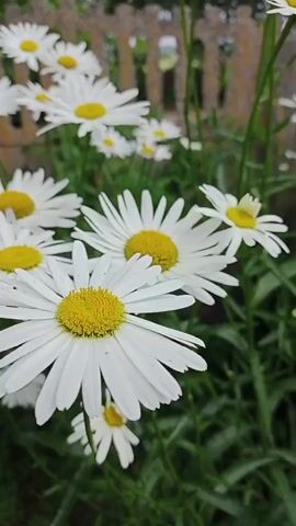 The video displays a close-up, vertical view of a cluster of white daisies with yellow centers, set against a backdrop of green foliage and a blurred wooden fence. The camera pans slightly, focusing on different daisies and their delicate petals. Some daisies are in sharp focus, showcasing intricate details, while others are softly blurred, creating a sense of depth. The lighting suggests an outdoor, daytime setting, likely a garden or a natural landscape. There are no people or animals visible in the frame. The overall impression is one of natural beauty and tranquility, emphasizing the delicate structure and vibrant colors of the flowers.