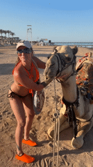 Decorated camel rests on Egyptian beach during sunny afternoon