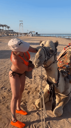 Decorated camel rests on Egyptian beach during sunny afternoon