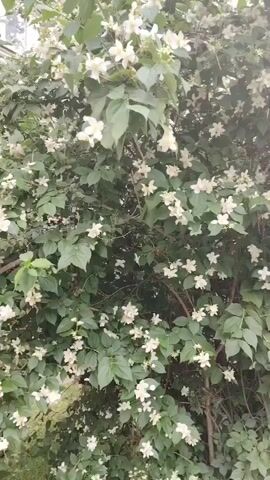 The video shows a dense bush with numerous small white flowers and dark green leaves. The lighting suggests it is daytime. There are no people or discernible actions taking place. The focus is entirely on the flowering bush.