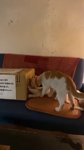 In a dimly lit indoor setting, likely a living room, two cats are positioned on a blue couch covered with a red patterned blanket. One cat, predominantly white with orange patches, stands over a lighter orange/cream-colored cat that is lying down on a brown mat. Both cats appear engaged with a red laser dot, which is visible on their bodies and the surrounding couch, suggesting someone is playing with them using a laser pointer.

Next to the cats on the couch is a light brown cardboard box. Korean text is visible on the side of the box, including phrases like "어렵습니다" (it's difficult) and "부탁드립니다" (please/we ask for your cooperation). A white cable or charger is also visible on the couch near the cats. The overall lighting suggests it is evening or nighttime.