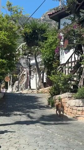 The video captures a picturesque, sun-drenched street scene, likely in Kaş, Turkey. The street is paved with grey, interlocking stones and gently slopes uphill, flanked by buildings on both sides. On the right, a small, light brown dog walks away from the camera along a stone wall, past a building with white walls, a reddish-brown tiled roof, and lush green foliage with vibrant purple bougainvillea climbing its facade. On the left side, dense green trees and a tall palm tree partially obscure other buildings. Two circular signs are visible on the left; the more prominent one clearly displays "Nerou" in a stylized font, while another, smaller sign further down, also shows "Nerou" with "Florist" written underneath. In the distance, a range of mountains rises under a clear, bright blue sky. The scene is illuminated by strong sunlight, casting shadows from the trees onto the paved street, conveying a peaceful and warm atmosphere.