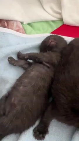 The video shows two dark-colored kittens sleeping on a blue blanket. A larger gray cat approaches and gently sniffs one of the kittens. A human finger then briefly touches the stomach of one of the kittens. The background includes pillows and bedding in various colors.