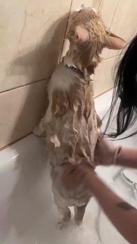 A person's hands are washing a wet, soapy cat in a bathtub. The cat is standing on its hind legs, leaning against the tiled wall of the tub. The cat is mostly white with orange markings. The person's hands are covered in soap bubbles and are seen rubbing the cat's fur. The bathtub is white and filled with soapy water. The wall is covered in beige tiles. A black cloth and a comb are visible on the edge of the tub behind the cat.