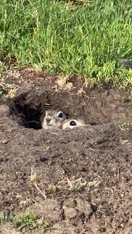 The video shows two ground squirrels peeking out of a hole in the ground. The ground is covered in dirt and some green grass. The squirrels have their heads and part of their bodies visible. They are looking in different directions. The video is brief and focuses on the animals.