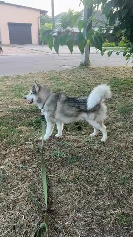A medium-sized husky, predominantly gray and white with a thick coat, stands on a grassy area next to a paved path. It is attached to a green leash. The dog is facing left, with its mouth open and tongue slightly extended. In the background, across the path, there is a building with a garage door, and a smaller dog is visible near the building. The environment appears to be outdoors, possibly a residential area, with trees and foliage. The video captures the dog standing still for a moment before it begins to move.