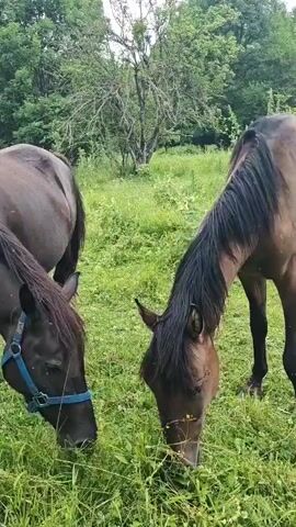 The video shows three horses in a grassy field with trees in the background. Two horses are in the foreground on the left, with their heads down grazing. The horse on the far left is dark brown and wearing a blue halter. The horse next to it is also dark brown. On the right side of the frame is a third horse, a lighter brown color, also grazing. The background is filled with green trees and foliage. The sky is overcast. There is a brief shot of a hand appearing from the top right corner of the screen.