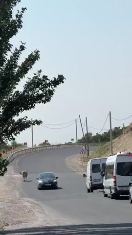 A lone cow walks on the left side of a paved road, which curves to the left. Several white vans and a few cars are stopped or moving slowly on the right side of the road. The environment is dry and dusty, with sparse vegetation and utility poles lining the road. The sky is clear and blue.