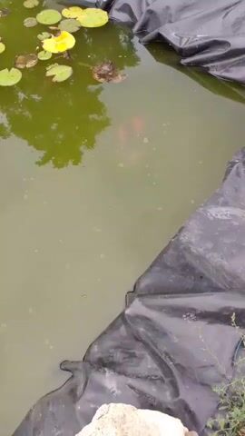 The video shows a small, murky pond lined with black plastic. Several green lily pads with yellow flowers float on the surface. One orange fish is visible swimming in the pond. The water is green and appears somewhat dirty, with some debris visible on the surface. The edge of the pond is visible, showing the black plastic liner and some grass and a brick in the background. The lighting suggests it is daytime.