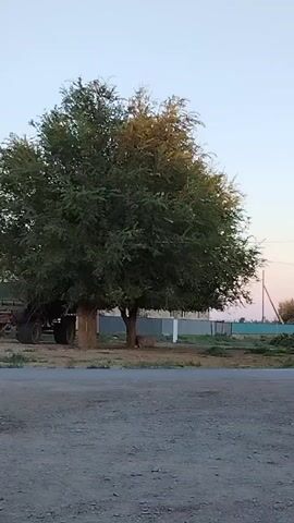 A lone, mature tree with a full canopy of green leaves dominates the center of the frame. Its trunk is thick and appears to be supported by two thick posts on either side, suggesting it might be an old or unstable tree. The tree is situated in an open area with a gravel road in the foreground. In the background, a portion of a large agricultural vehicle, likely a tractor, with prominent tires is visible on the left. Beyond that, a fence line runs horizontally across the middle ground. The sky above is clear and a light blue, with a hint of pink or orange near the horizon, suggesting it might be sunrise or sunset. The overall environment appears rural or semi-rural.