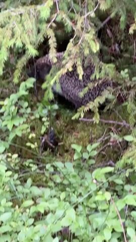 A close-up shot shows a hedgehog partially hidden behind branches of a coniferous tree in a forest. The hedgehog is facing left, with its snout visible amongst green moss and small leafy plants. The animal's quills are prominent. The surrounding environment is lush with green foliage and moss-covered ground. The lighting suggests it is daytime.