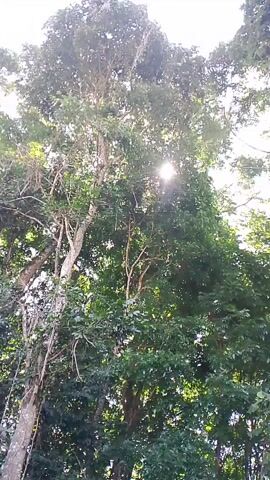 The video shows a view looking up through the canopy of several tall trees. The sun is shining through the leaves, creating a dappled effect. The leaves are lush and green, and some branches are visible. The overall impression is of a dense forest or woodland. There are no people or animals visible in the video.