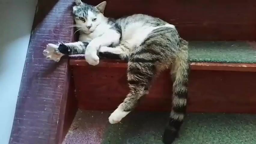 A tabby and white cat lies on a wooden stair with carpeted treads. The cat is stretched out on its side with its head resting on its paws. The cat's tail is curled around its body. The cat's eyes are closed and it appears to be asleep. The stair is dark wood and has a green carpet runner. The background is out of focus, but appears to be a wall and another stair.