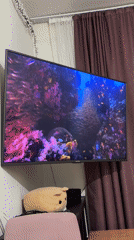 Coral reef footage plays on a screen at Domodedovo Airport