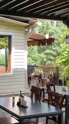 Peacock wanders the patios of a Sredets restaurant