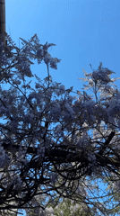 Spring blooms and street life documented in urban neighborhood