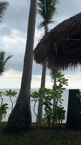 The video presents a scene of an outdoor dining area by the sea. A thatched-roof umbrella shelters a wooden table, positioned amidst greenery consisting of small trees, bushes, and grass. Several palm trees are seen in the background. The sea is visible in the distance under a cloudy sky. There are no people visible in the frame.