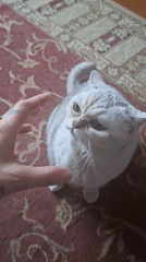 Couple shares morning moments with cats in Belarus home