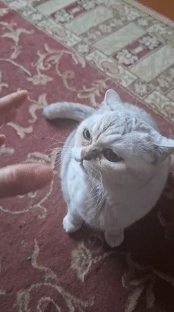 Couple shares morning moments with cats in Belarus home