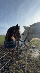 Horse and mule observed in muddy paddock in Belgium
