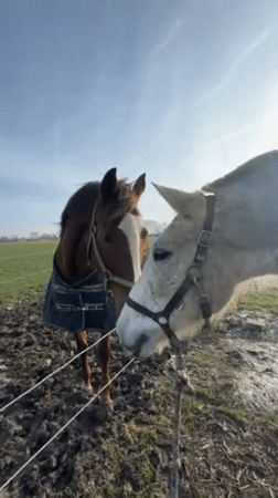Horse and mule observed in muddy paddock in Belgium
