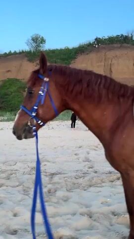 The video shows a brown horse on a sandy beach with a blue bridle. The horse has a white stripe on its face and is facing left. In the background, there is a white horse with a saddle, and a few people are sitting on the sand. The landscape behind them is a hill covered in grass. The sky is clear and blue. The camera focuses on the brown horse's head, following its movements.