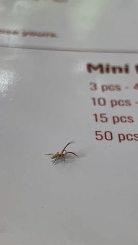A spider is crawling on a white piece of paper. The paper has red text printed on it with the words "Mini Pies S" and a price list starting with "3 pcs - 45k" and ending with "50 pcs - 600k". The spider is light brown and its legs are long and thin. The spider is in focus, while the text on the paper is slightly out of focus. The environment appears to be indoors.