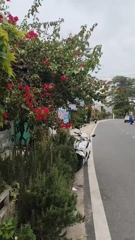 This media file shows a roadside scene in Da Lat, Vietnam. A white scooter is parked on the side of a paved road, next to a lush green bush and a flowering tree with vibrant red blossoms. The road curves gently to the right, and in the distance, a few people and vehicles can be seen, including a blue car. The sky is overcast, suggesting a cloudy or possibly rainy day.

The setting appears to be an urban or semi-urban area, with buildings and greenery visible along the road. There are signs posted on the fence behind the bush, one of which has Vietnamese text that appears to say "Bánh Bao," which translates to "steamed buns." The overall mood is serene and ordinary, capturing a typical moment in a Vietnamese town. The time of day is likely daytime, given the lighting.