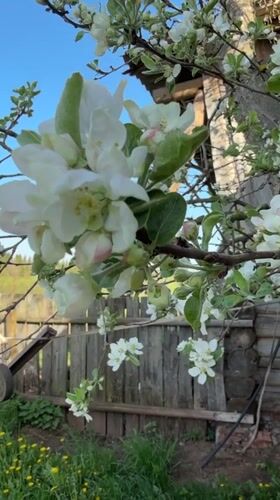 Spring farming activities documented in rural Rysai, Russia