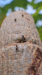 Village life and nature documented in Kutaglumpang, Indonesia