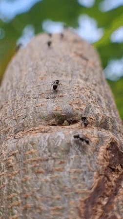 Village life and nature documented in Kutaglumpang, Indonesia