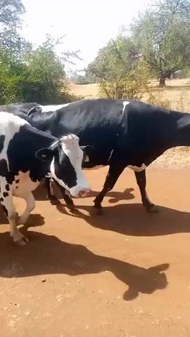 The video depicts a herd of Holstein cows walking along a dirt road in a rural setting. The cows are mostly black and white. Some have yellow ear tags. The road is brown and dusty. On either side of the road is dry grass and scattered trees. The sky is bright, suggesting it is daytime. The camera follows the cows, capturing their movement and the surrounding environment. No people are clearly visible in the video.