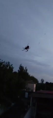 The video shows a large spider suspended in the air by a thin strand of silk against a cloudy sky. The spider is dark brown or black and its legs are spread out. Below the spider, there are trees and buildings, suggesting an outdoor, possibly rural or suburban setting. The lighting suggests it is either early morning or late evening.