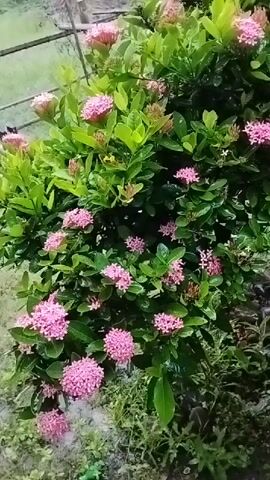 The video shows a close-up, slow-motion shot of a pink Ixora bush with lush green leaves. The flowers are small and clustered together in round or cone-shaped heads. Some of the leaves appear to be wet, suggesting it might have rained or been recently watered. The background is slightly out of focus, but a faint outline of what looks like a fence or some other structure can be seen to the left. The overall scene is natural and tranquil, highlighting the beauty of the flowering plant.