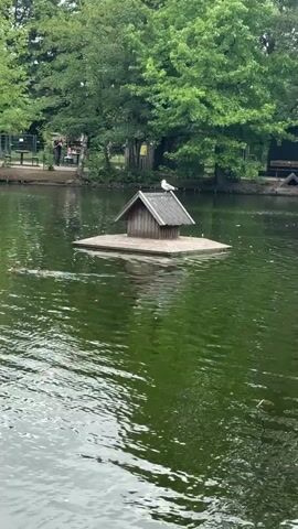 The video shows a serene body of water, likely a pond or lake, with lush green trees framing the background. In the center of the frame, a small, rustic wooden birdhouse sits atop a floating platform. A lone white bird, possibly a seagull, is perched on the roof of the birdhouse. To the left of the birdhouse, a ripple in the water suggests movement, possibly from a duck or another aquatic creature. In the distance, on the far bank of the water, several indistinct figures can be seen standing near some structures, possibly a park or zoo enclosure. The water itself is a deep green, reflecting the surrounding foliage, and gentle ripples suggest a calm atmosphere.