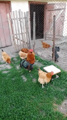 Early morning farm life documented in Ukrainian village
