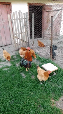 Early morning farm life documented in Ukrainian village