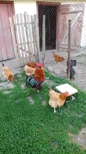 Early morning farm life documented in Ukrainian village