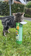 Tabby cat explores snack food in French residential area